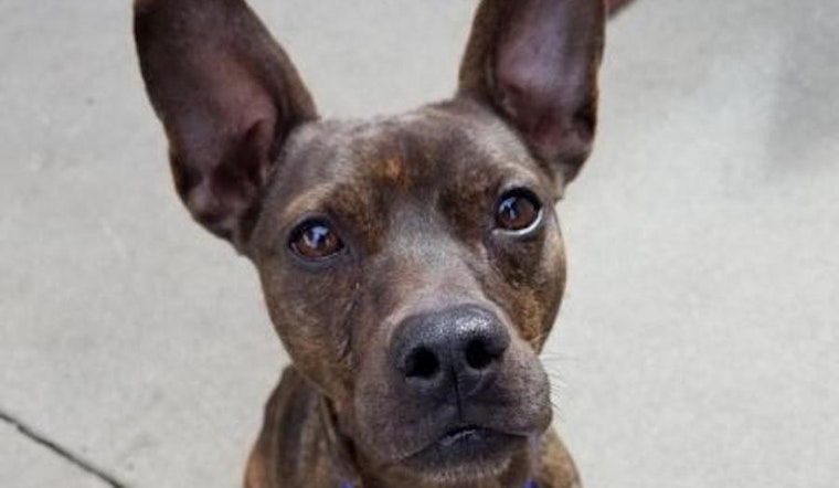 These Long Beach-based canines are up for adoption and in need of a good home