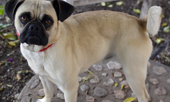 5 cuddly canines to adopt now in Santa Ana