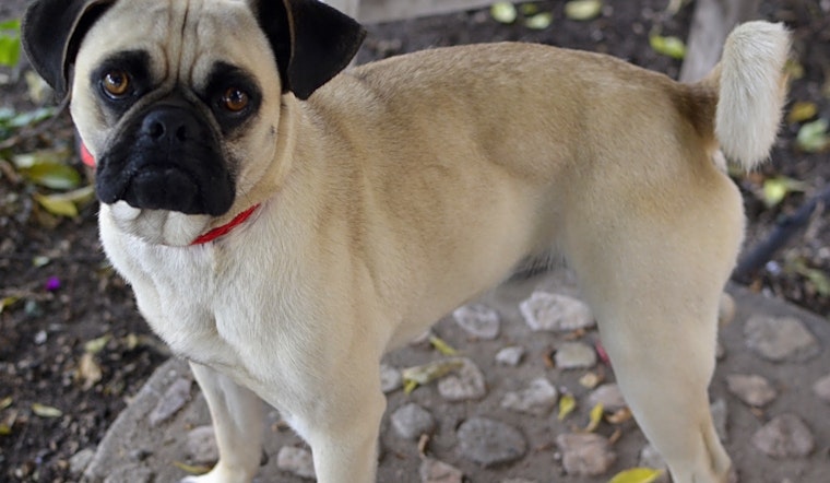 5 cuddly canines to adopt now in Santa Ana