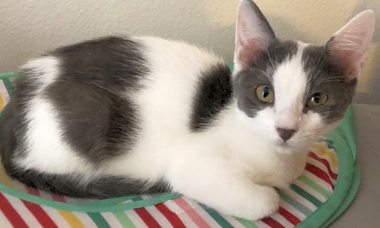 5 cute-as-can-be kittens to adopt now in Anaheim