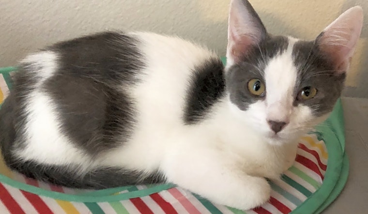 5 cute-as-can-be kittens to adopt now in Anaheim