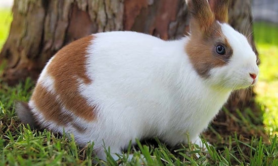 4 lovable rabbits to adopt now in Irvine