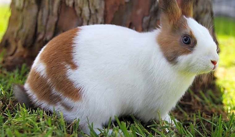 4 lovable rabbits to adopt now in Irvine