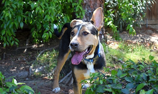 These Bakersfield-based dogs are up for adoption and in need of a good home