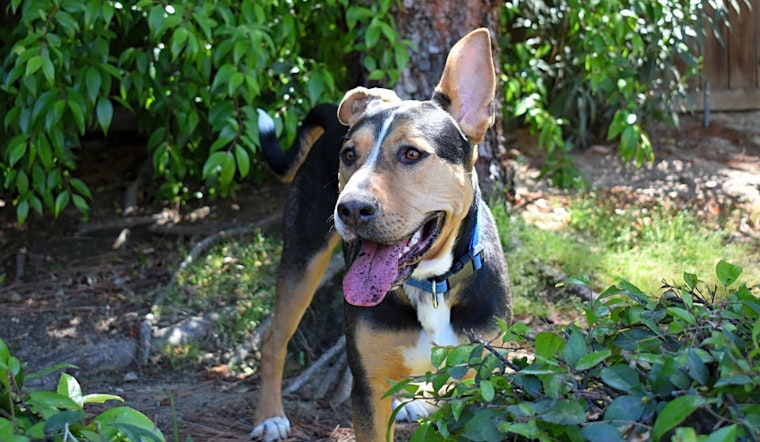 These Bakersfield-based dogs are up for adoption and in need of a good home