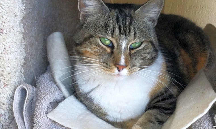 Want to adopt a pet? Here are 7 charming cats to adopt now in Fresno