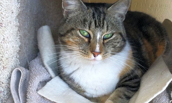 Want to adopt a pet? Here are 7 charming cats to adopt now in Fresno