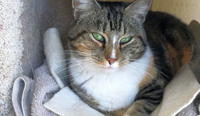 Want to adopt a pet? Here are 7 charming cats to adopt now in Fresno