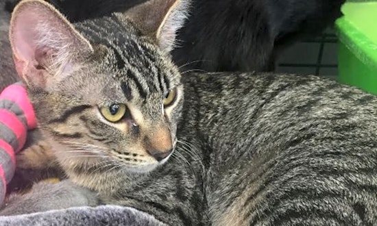 Want to adopt a pet? Here are 6 fluffy felines to adopt now in Sacramento