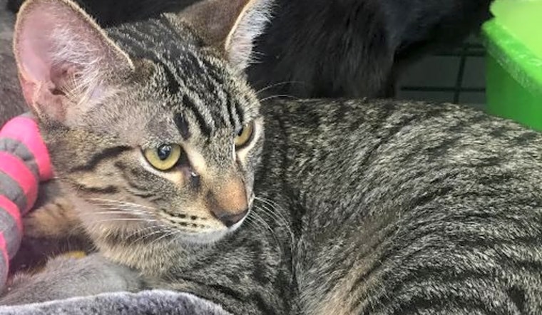 Want to adopt a pet? Here are 6 fluffy felines to adopt now in Sacramento