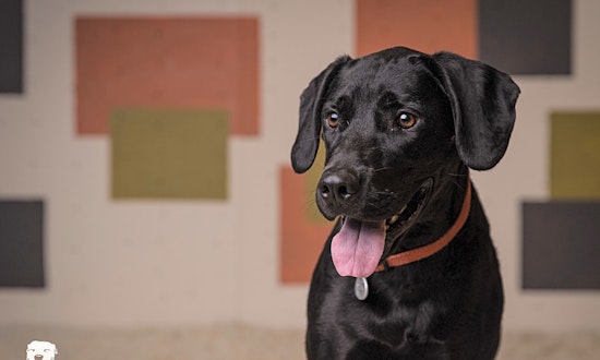 6 delightful doggies to adopt now in Portland