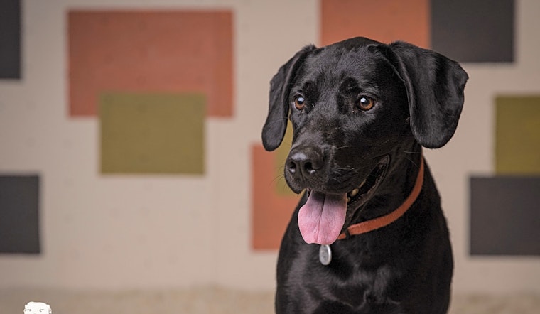 6 delightful doggies to adopt now in Portland