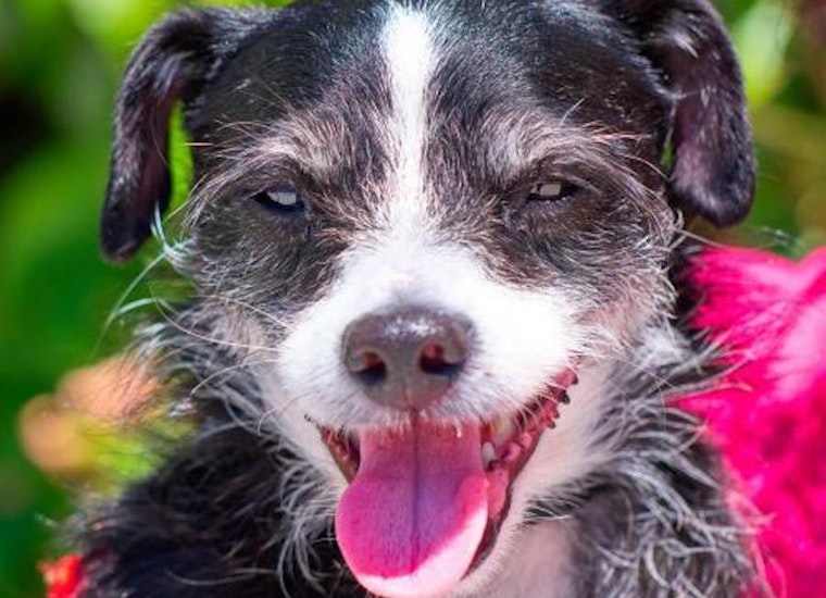 4 cuddly canines to adopt now in Sunnyvale