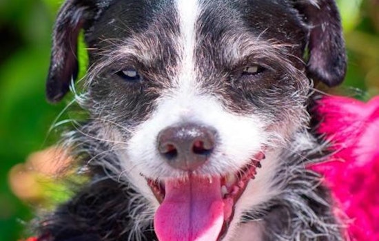 4 cuddly canines to adopt now in Sunnyvale