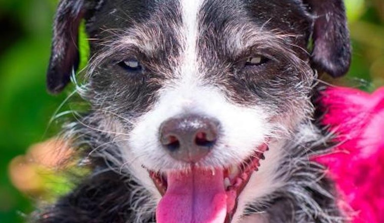 4 cuddly canines to adopt now in Sunnyvale