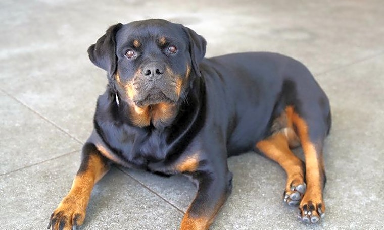 Want to adopt a pet? Here are 6 delightful doggies to adopt now in Berkeley