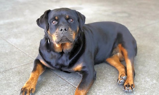 Want to adopt a pet? Here are 6 delightful doggies to adopt now in Berkeley