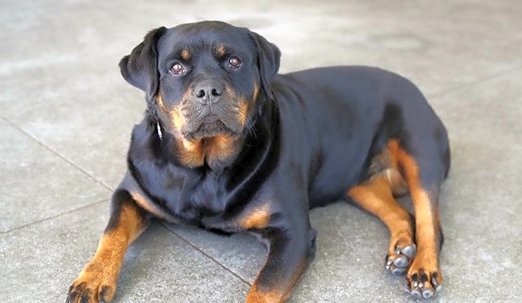 Want to adopt a pet? Here are 6 delightful doggies to adopt now in Berkeley