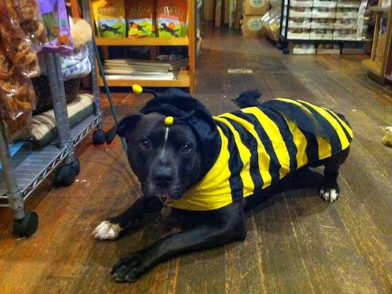 Costume Party Tonight at Animal House