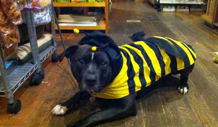 Costume Party Tonight at Animal House