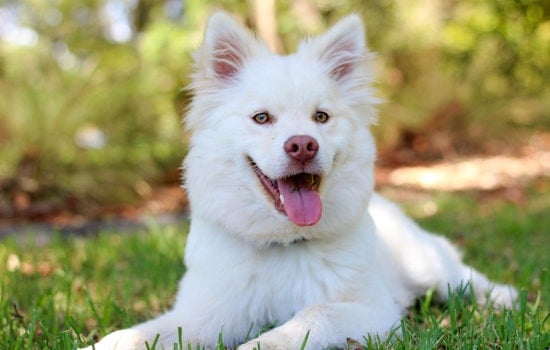 Top St. Louis news: Man killed woman, daughter; city lands on top 10 pet-friendliest list; more