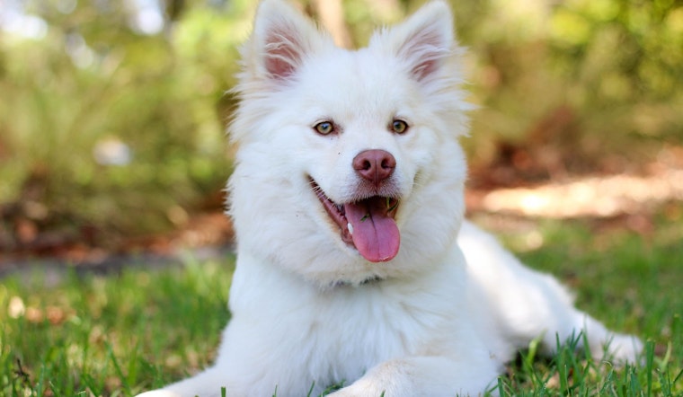 Top St. Louis news: Man killed woman, daughter; city lands on top 10 pet-friendliest list; more
