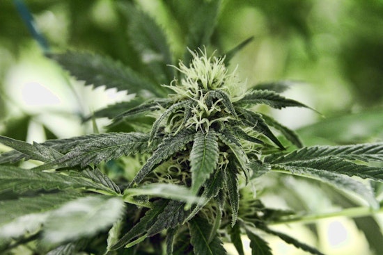 Top Stockton news: Stockton named in travel advisory; 1,200 pot plants seized; more