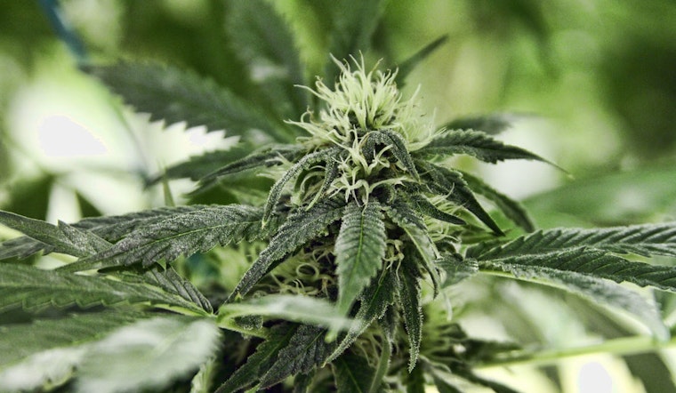 Top Stockton news: Stockton named in travel advisory; 1,200 pot plants seized; more