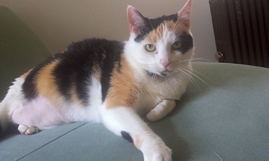 6 cute kitties to adopt now in Jersey City