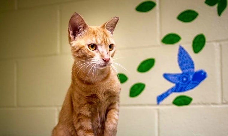 Want to adopt a pet? Here are 5 charming cats to adopt now in Saint Petersburg