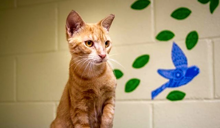 Want to adopt a pet? Here are 5 charming cats to adopt now in Saint Petersburg
