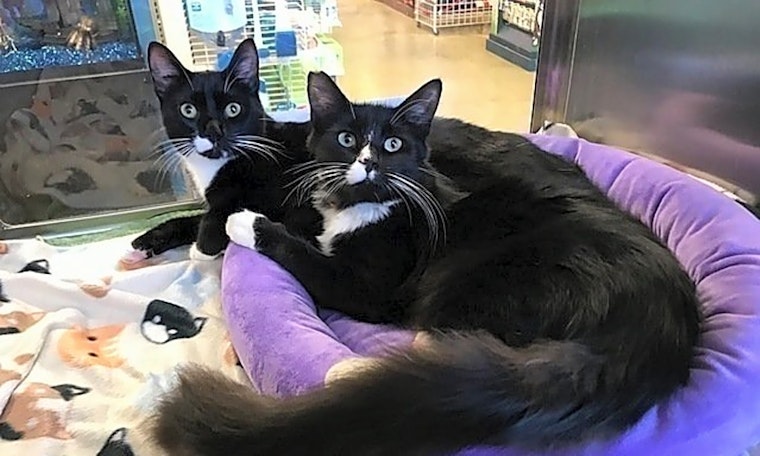 7 charming cats to adopt now in Tampa