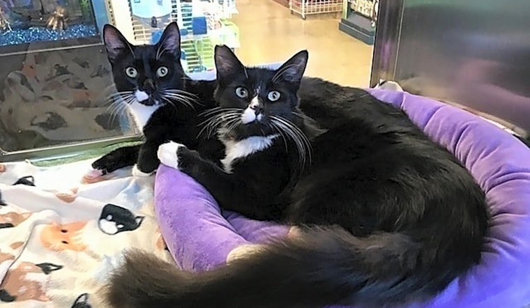 7 charming cats to adopt now in Tampa