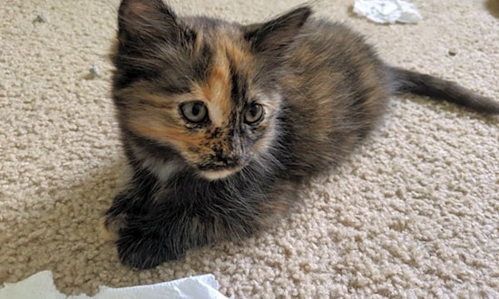 Looking to adopt a pet? Here are 5 fluffy felines to adopt now in Durham