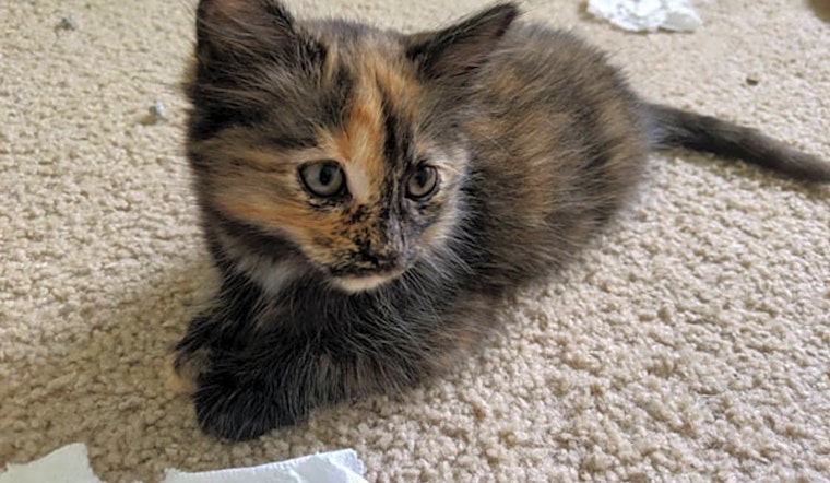 Looking to adopt a pet? Here are 5 fluffy felines to adopt now in Durham