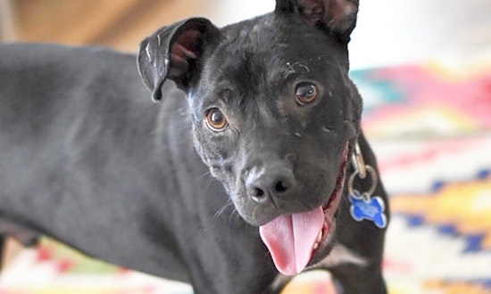 5 adorable pups to adopt now in Charlotte