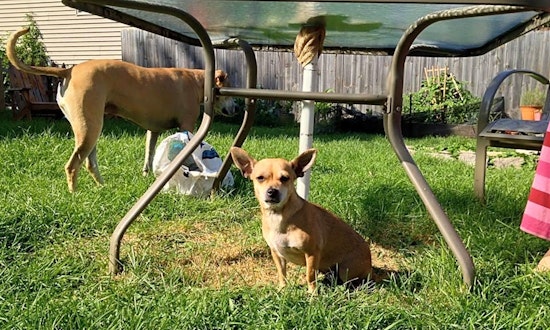 These Milwaukee-based doggies are up for adoption and in need of a good home