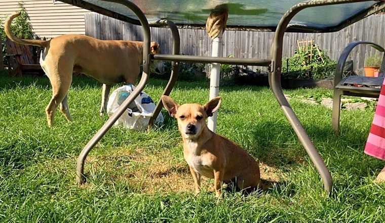 These Milwaukee-based doggies are up for adoption and in need of a good home