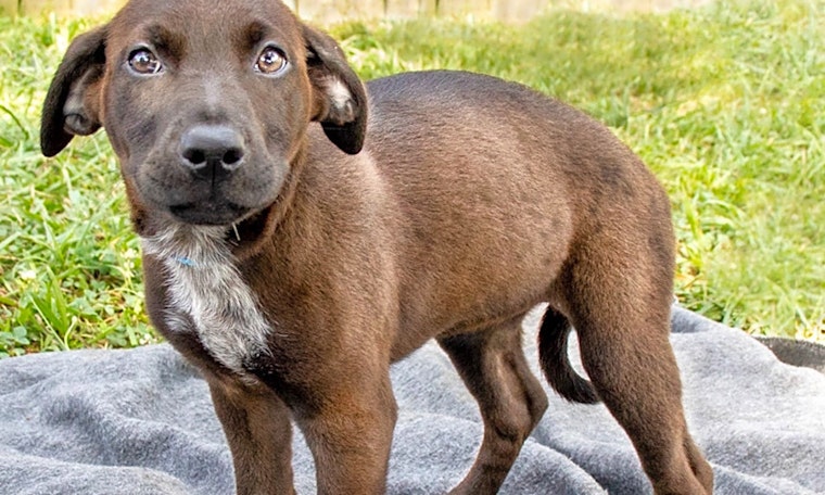 Want to adopt a pet? Here are 3 cuddly canines to adopt now in Nashville