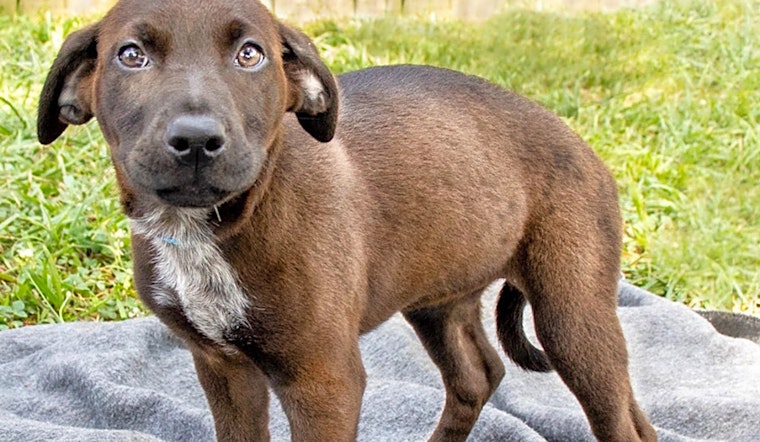 Want to adopt a pet? Here are 3 cuddly canines to adopt now in Nashville