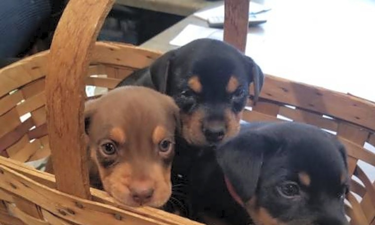 6 cuddly canines to adopt now in Minneapolis