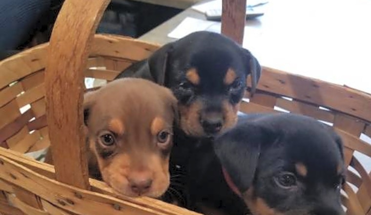6 cuddly canines to adopt now in Minneapolis
