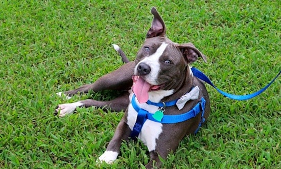 Want to adopt a pet? Here are 6 cuddly canines to adopt now in Memphis