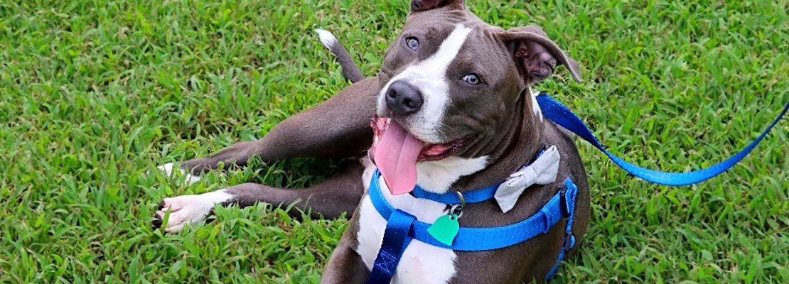 Want to adopt a pet? Here are 6 cuddly canines to adopt now in Memphis