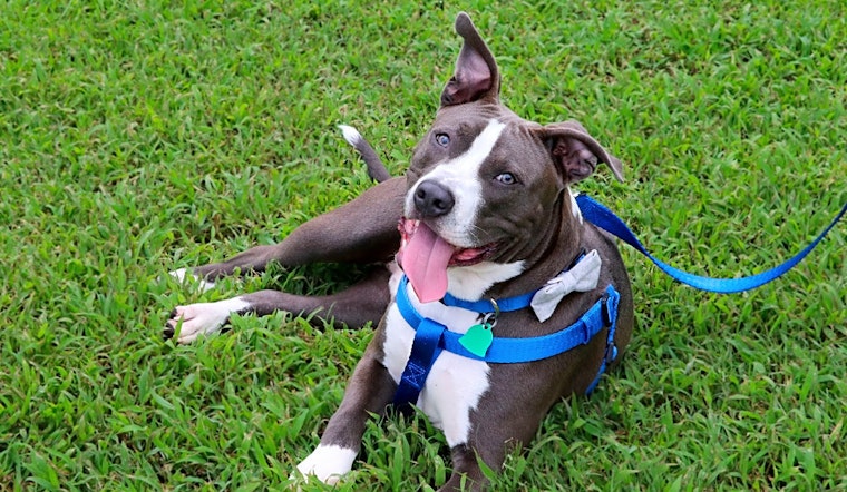Want to adopt a pet? Here are 6 cuddly canines to adopt now in Memphis