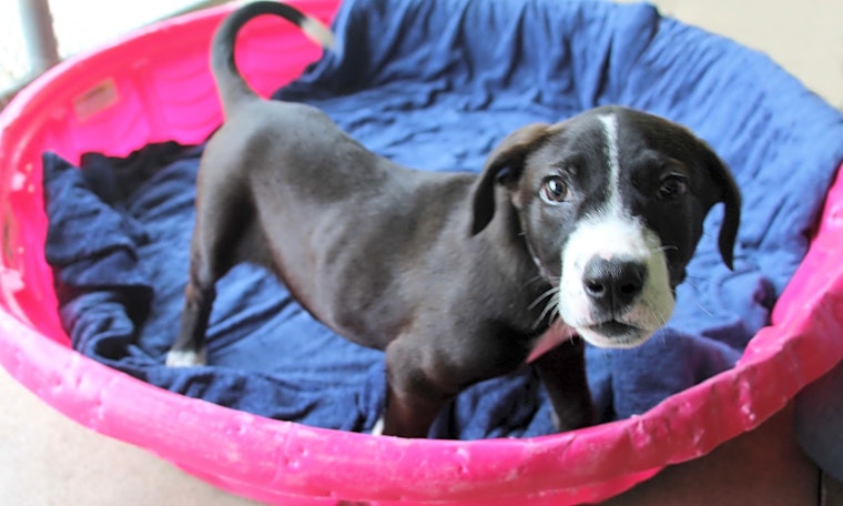 These Kansas City-based puppies are up for adoption and in need of a good home