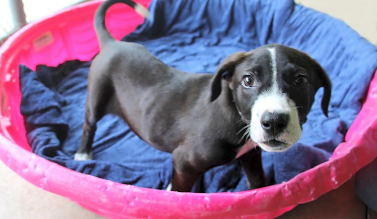 These Kansas City-based puppies are up for adoption and in need of a good home