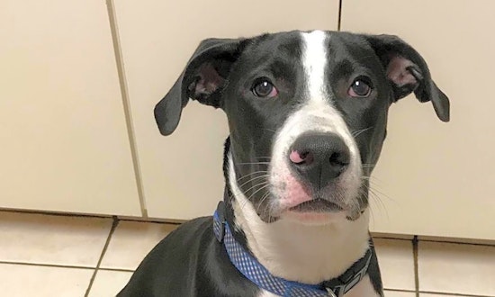 6 cuddly canines to adopt now in Wichita