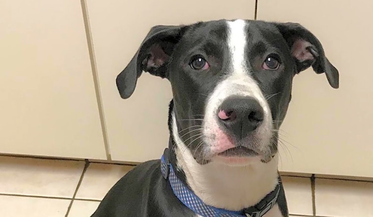 6 cuddly canines to adopt now in Wichita