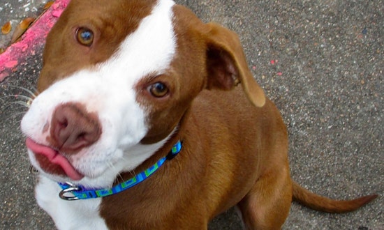 5 adorable pups to adopt now in Houston
